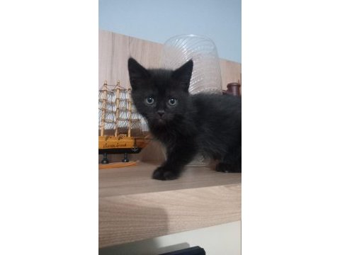 İki tane simsiyah yavrular