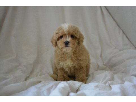 Maltipoo yavrular