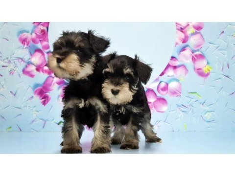 Black silver minyatür schnauzer yavru