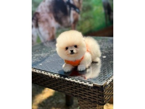 Sağlık ve ırk garantili pomeranian