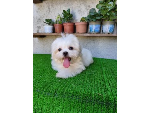 Teslime hazır erkek kore maltese