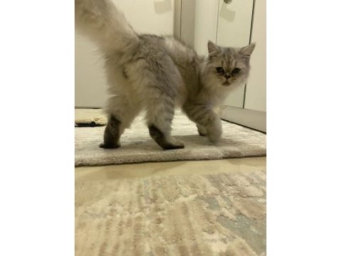 1 yaşında exotic british longhair oğlumuz