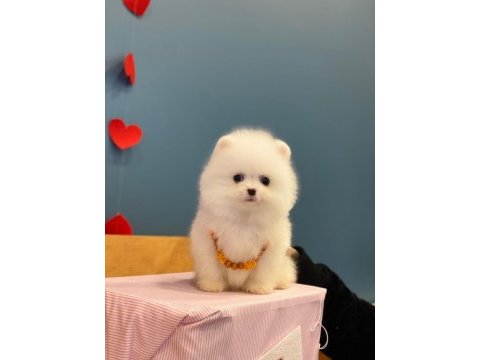 Yeni evlerine gitmeye hazır pomeranian yavruları