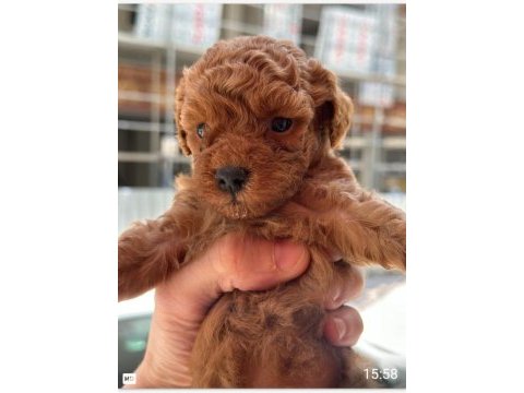 A kalite poodle bebekler