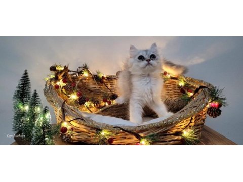 Scottish fold ve straight
