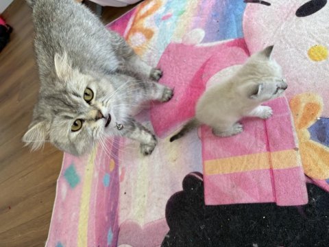 Annesiyle birlikte iki yavru kedimiz verilecektir
