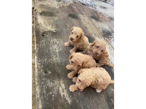 Maltipoo miniklerim
