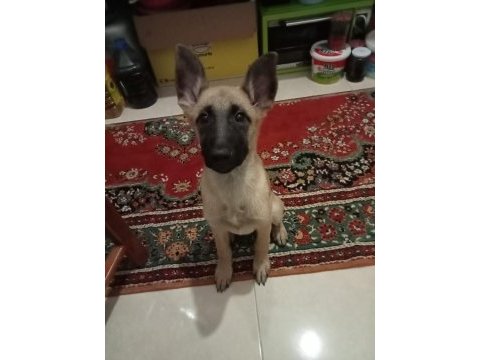 Malinois 3.5 aylık