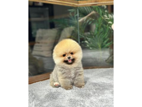 Çocuklarla anlaşan ayı surat pomeranian yavrularımız