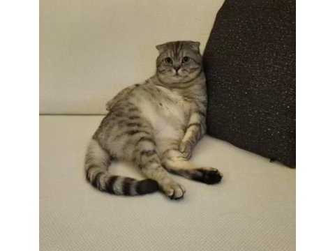 Scottish fold mösyöme yuva arıyorum