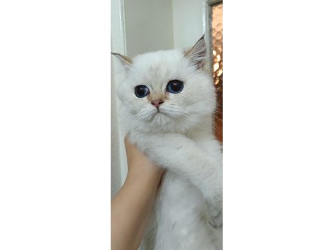 Bursa golden point british shorthair bebekler