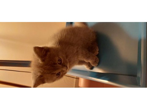 British shorthair sahiplendirme