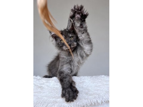 Wcf kayıtlı maine coon erkek black smoke