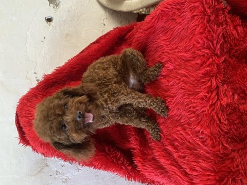 Dişi yetişkin dark poodle kızımız