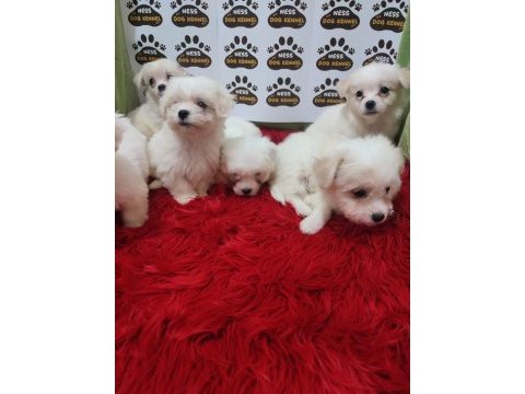 Kartopu gibi maltese terrier dişi ve erkek yavrularımız