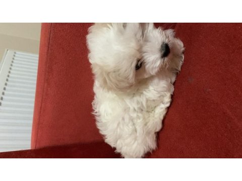 Kar topu gibi dişi terrier