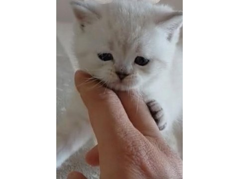 Aksesuarları ile birlikte kedimi sahiplendirmek istiyorum