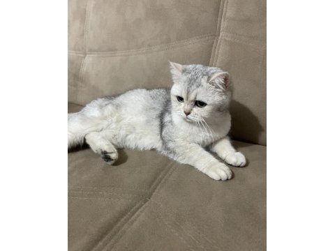 Harika silver scottish straight kedilerim (hamile)