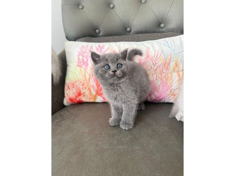 Mükemmel british shorthair bebekler