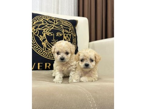 Maltipoo yavrular yeni ailelerini bekliyor