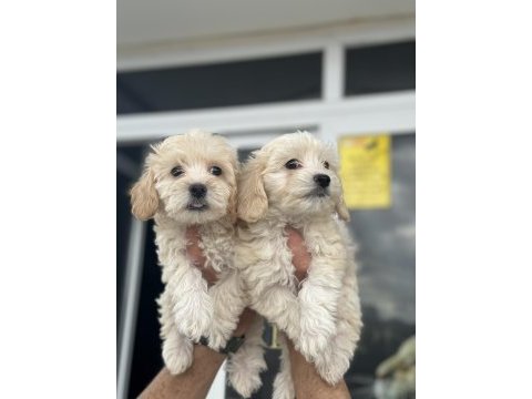 Wc eğitimli en güzel mini boy maltipoo yavrular