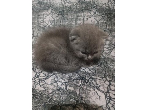 20 nisan doğumlu eskişehir scottish fold