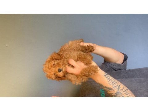 Burkem çiftliğimizden safkan toy poodle