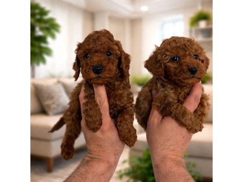 Toy poodle ev ortamında yavrular