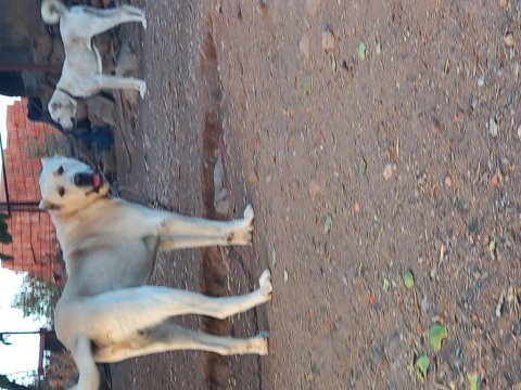 Akbaş yavrusu köpeğimiz