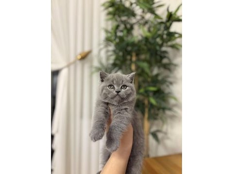 Bebek yüz brıtısh shorthair yavrularım 