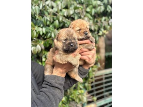 Chow chow cinsi bebeklerimiz