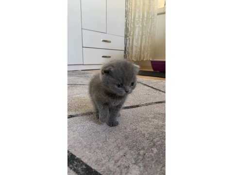 50 günlük scottish fold yavrularımıza yeni yuva arıyoruz