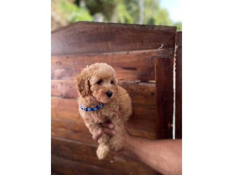 Son 2 yavrumuz uygun fiyatlı poodle