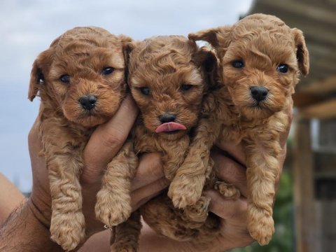 Orijinal kore poodle bebekler