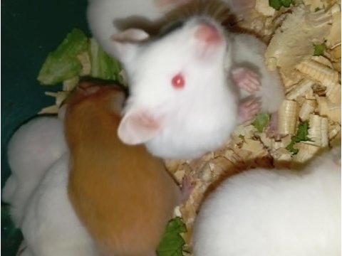 Her renkte suriye hamsterları