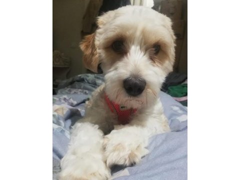 12 aylık kimlik dişi maltipoo