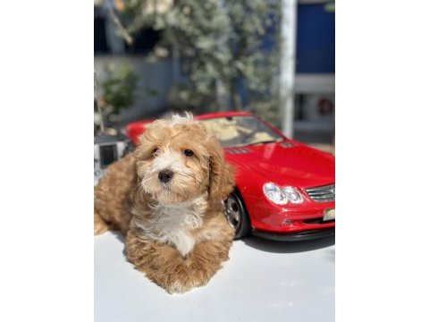 Mini maltipoo yavrularımız