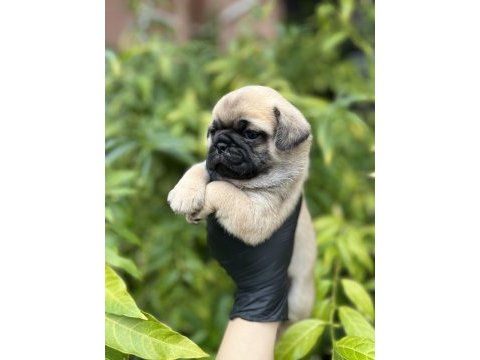 Pink taşıyıcı erkek pug mops yavrularımız