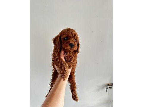 Koyu dişi poodle