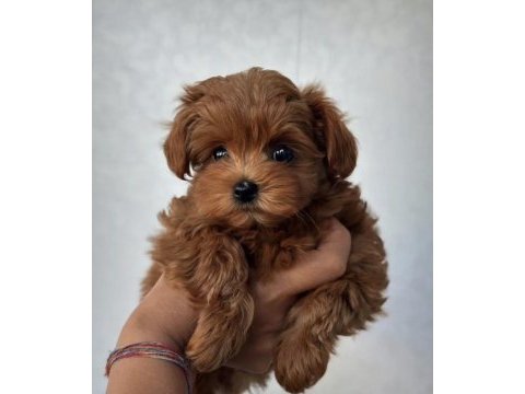 En özel kore maltipoo yavruları