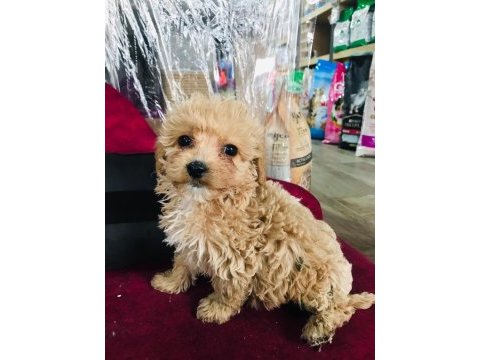 Maltipoo çocuklarıma yuva arıyorum