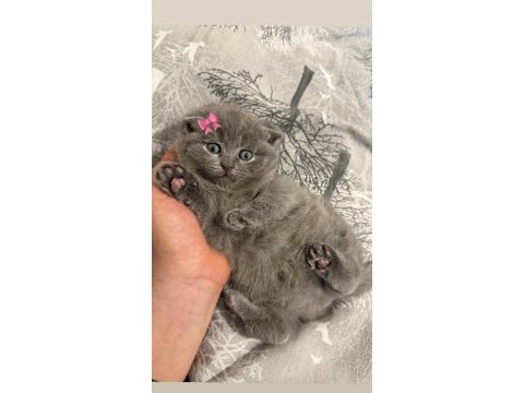 1 aylıklar sütten kesilince verilecek kediler