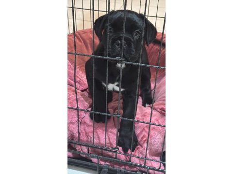 Kifşecereli cane corso