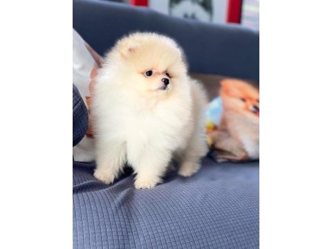 Bizi aramadan karar vermeyin pomeranian yavruları 
