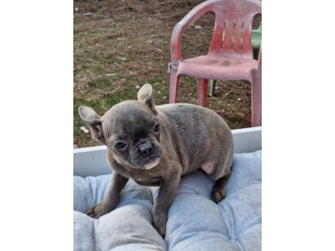 Blue dişi french bulldog yavrumuz