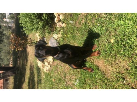 Safkan doberman