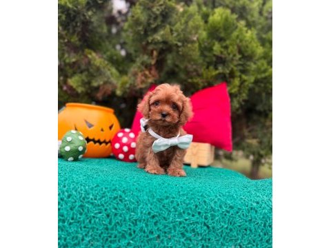 Maltipoo mini sevimli bebeklerimiz 