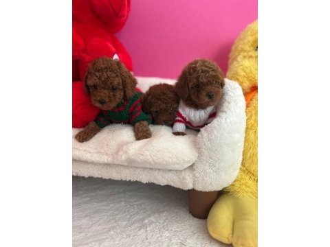 Toy poodle 2 aylık