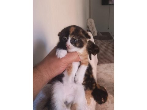 Yavru kedilere yeni yuva aranıyor