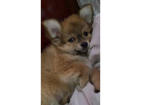 3 aylık chihuahua pomeranian mix yavrumuz pomchi